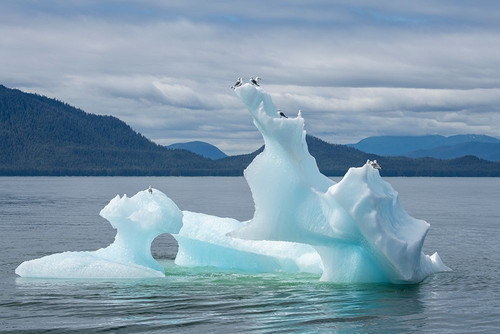 USA-SE Alaska-Inside Passage. Black-legged kittiwakes on iceberg. Poster Print - Cindy Miller Hopkins