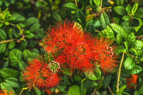 Red Ohia Lehua flower-Waikiki-Honolulu-Hawaii. Poster Print - William Perry