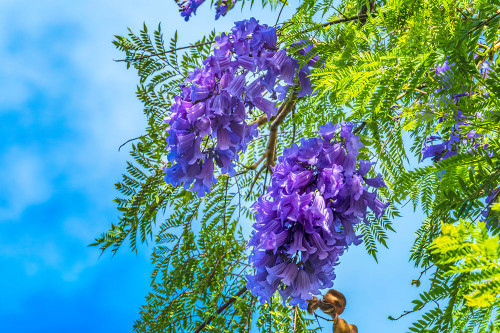 Blue Jacaranda flowers-Waikiki-Honolulu-Hawaii. Poster Print - William Perry