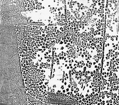 Mesh-NBWL Poster Print - Melissa Renee