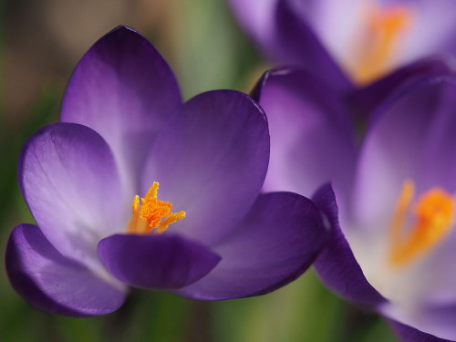 Heart Of Gold Poster Print - Suzanne Bonin