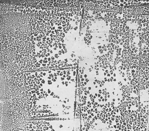 Mesh-NBWL1 Poster Print - Melissa Renee