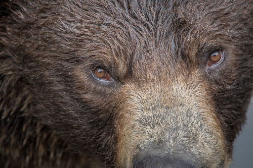 Ultra closeup of a brown bear at Fortress of the Bear- a Sitka rescue center. Poster Print - Betty Sederquist