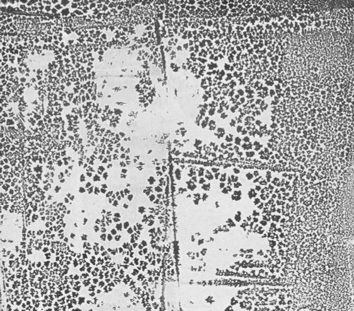 Mesh-NBWR1 Poster Print - Melissa Renee