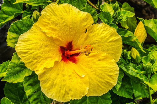 Hibiscus flowers-Waikiki-Oahu-Hawaii. Poster Print - William Perry