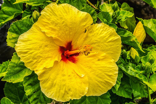 Hibiscus flowers-Waikiki-Oahu-Hawaii. Poster Print - William Perry