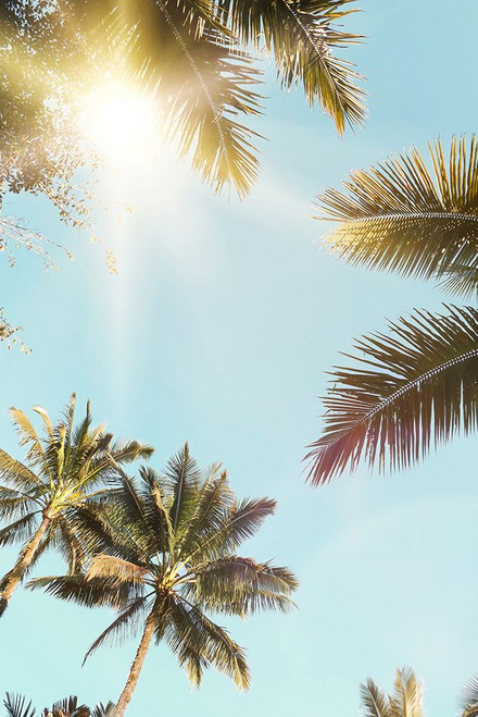 Sunny Palm Leaf Poster Print - and Seb Sisi