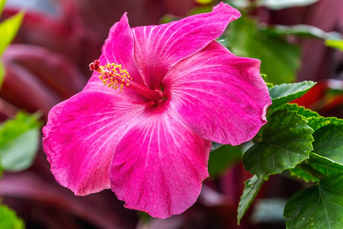 Hibiscus flowers-Oahu-Hawaii. Poster Print - William Perry