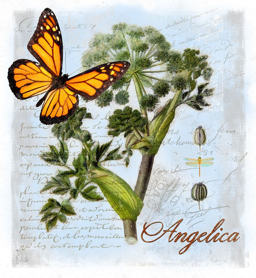 Angelica Herb Poster Print - Tina Lavoie