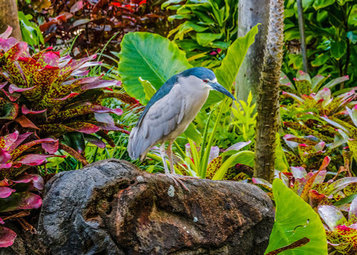 Black-Crowned Night Heron fishing-Waikiki-Honolulu-Hawaii. Poster Print - William Perry