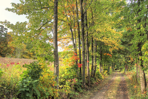 Sunlit Carriage Path Poster Print - Robert Goldwitz