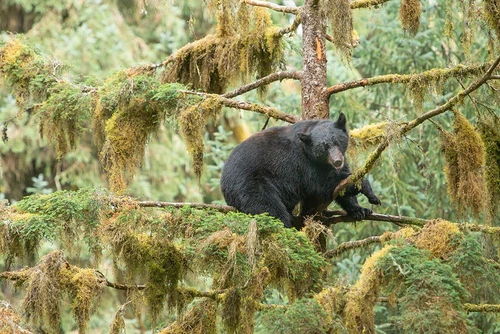 Cub resting in a tree to escape male bears- which could kill it. Poster Print - Betty Sederquist