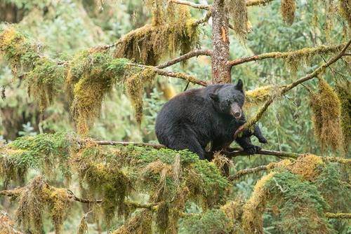 Cub resting in a tree to escape male bears- which could kill it. Poster Print - Betty Sederquist
