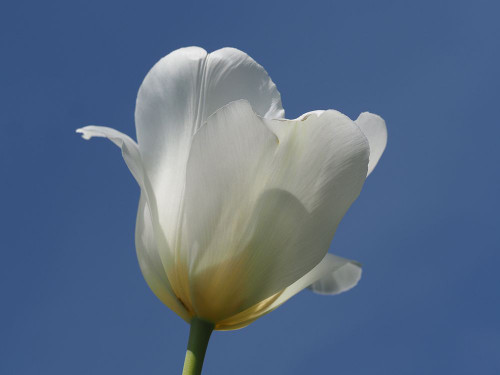 White Tulip Blue Sky Poster Print - Suzanne Bonin