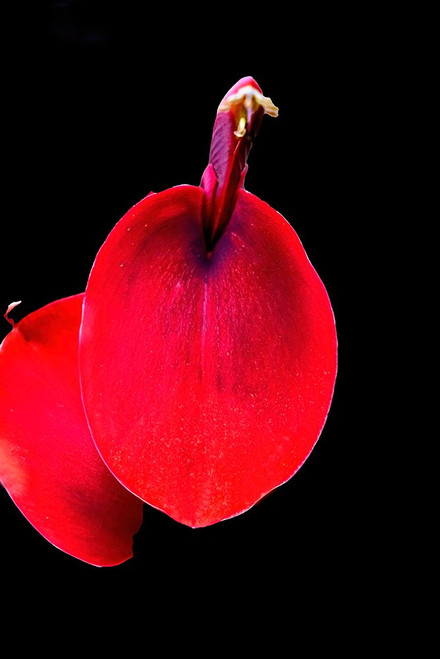 Red Coral Tree-Oahu-Hawaii. Poster Print - William Perry