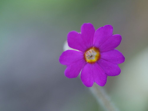 Delicate Beauty Poster Print - Suzanne Bonin