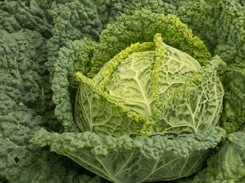 Usa-Washington State-Carnation. Cabbage Poster Print - Images Merrill