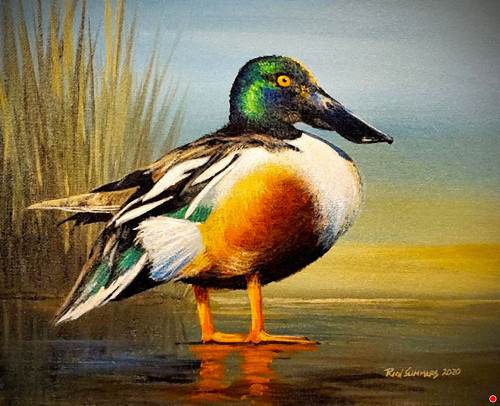 Mallard Poster Print - Richard Summers