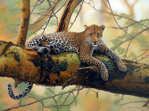 African Leopard Poster Print - John Zaccheo