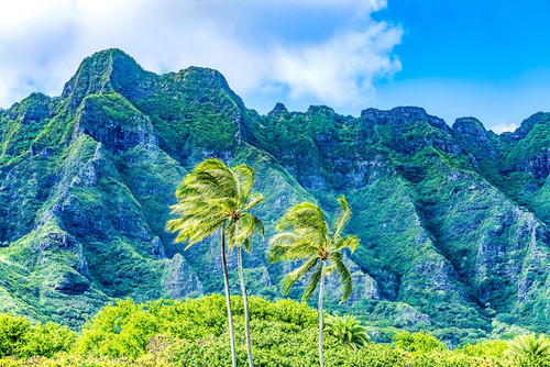 Palm trees-Ko?olau Regional Park-North Shore-Oahu-Hawaii Poster Print - William Perry