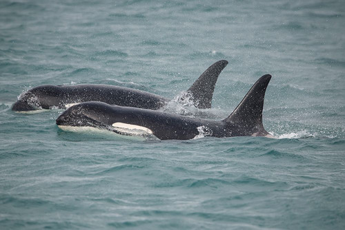 Fast swimming orcas make their way along Icy Strait. Poster Print - Betty Sederquist