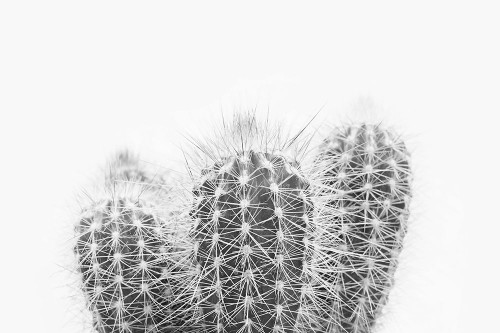 Prickly Poster Print - and Seb Sisi