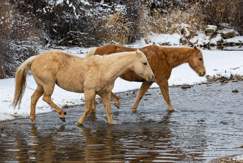 USA- Shell- Wyoming. Hideout Ranch pair of horses in snow. Poster Print - Darrell Gulin