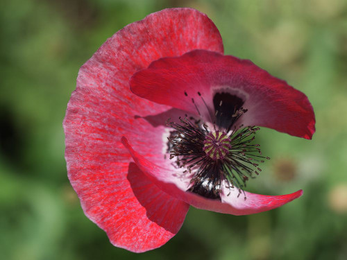 Opium Poppy Poster Print - Suzanne Bonin