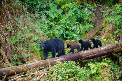 Black bear triplets follow mom at Anan Creek. Poster Print - Betty Sederquist