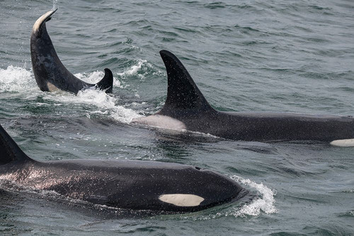 An orca family swimming along Icy Strait- Alaska. Poster Print - Betty Sederquist