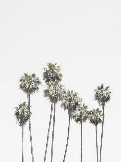 Santa Monica Palm Trees Poster Print - and Seb Sisi