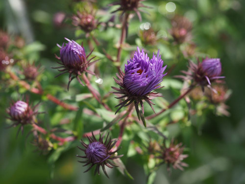 Asters Poster Print - Suzanne Bonin