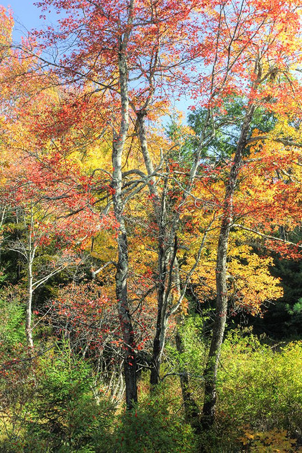 Autumn Tree Cluster Vertical Poster Print - Robert Goldwitz