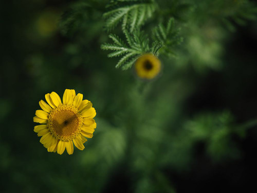 Yellow Chamomile Poster Print - Suzanne Bonin