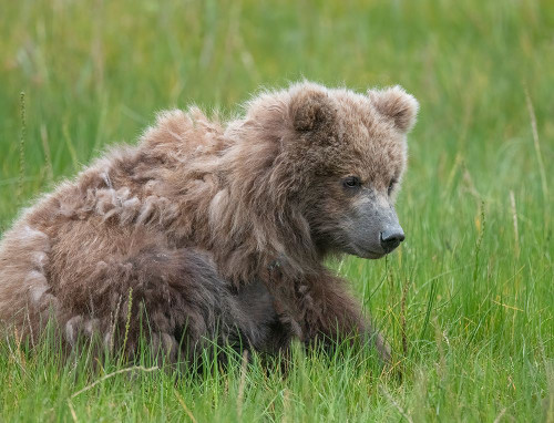 Brown bear cub eating sedge grasses. Poster Print - Betty Sederquist