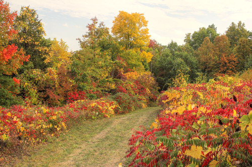 Brilliant Hillside Poster Print - Robert Goldwitz