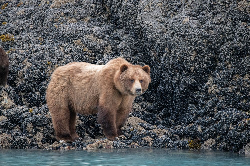a brown bear looking for food at low tide- Muir Inlet- Glacier Bay. Poster Print - Betty Sederquist