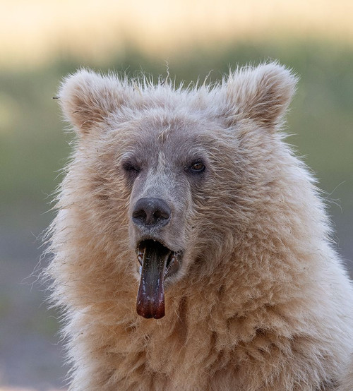 Brown bear cub sticking out its tongue. Poster Print - Betty Sederquist
