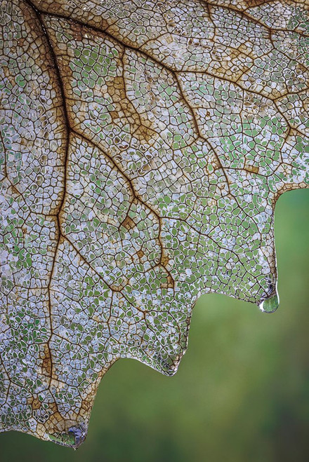 USA- Washington State- Seabeck. Skeletonized vanilla leaf close-up. Poster Print - Gallery Jaynes
