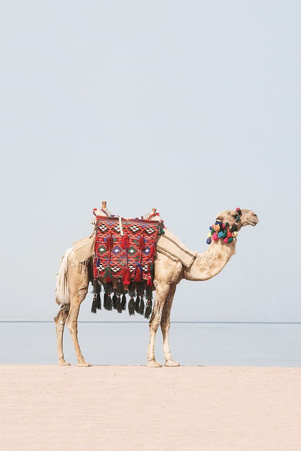 Camel In The Desert Poster Print - and Seb Sisi