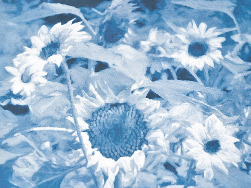 Sunflowers at Dusk Poster Print - GST