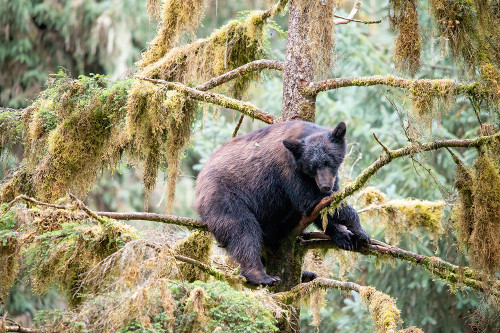 Black bear cub finds safety in a tree at Anan Creek. Poster Print - Betty Sederquist