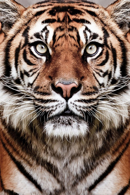 Tiger Poster Print - and Seb Sisi