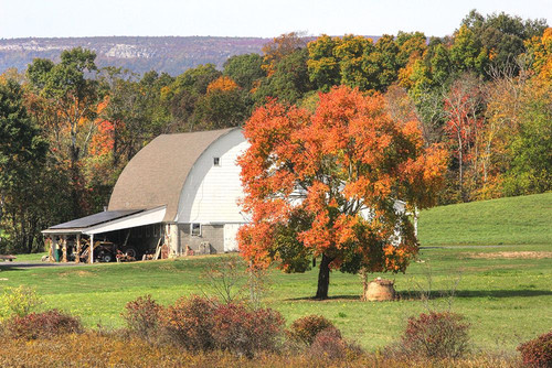 Barn and Orange Tree Poster Print - Robert Goldwitz