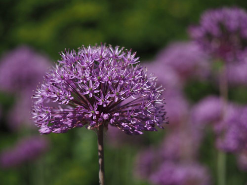 Giant Allium Poster Print - Suzanne Bonin