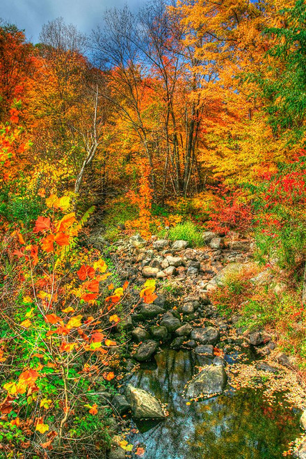Low Water Brook Autumn Poster Print - Robert Goldwitz