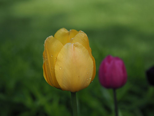 Yellow Purple Tulips Poster Print - Suzanne Bonin