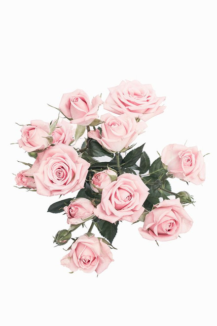 Pink Roses Poster Print - and Seb Sisi