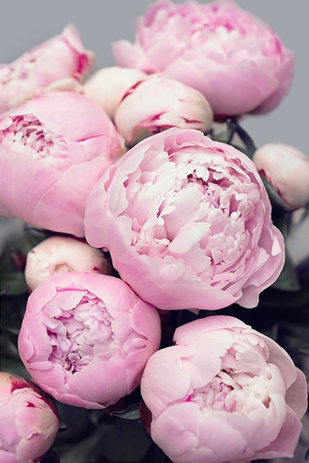 Pink Peonies Poster Print - and Seb Sisi