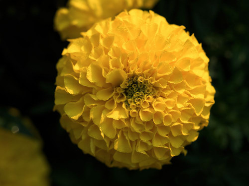 Yellow Marigold Poster Print - Suzanne Bonin